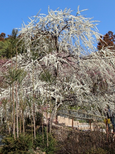 龍尾神社の梅