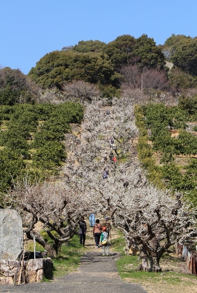 長楽寺の梅
