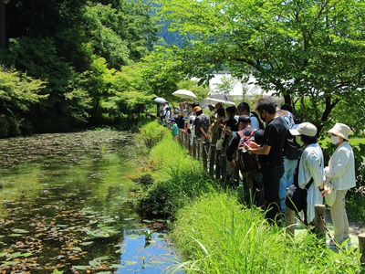 名もなき池≪モネの池≫