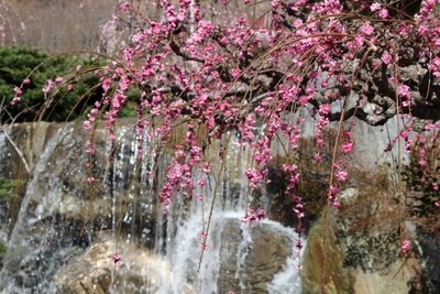 奥山しだれ梅