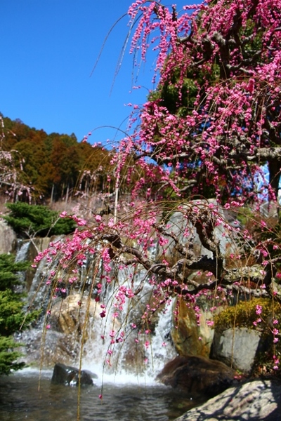 奥山しだれ梅