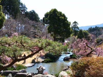 奥山しだれ梅