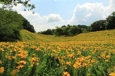 黄色い絨毯≪ゆりの園≫