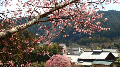 河津桜とトンネル