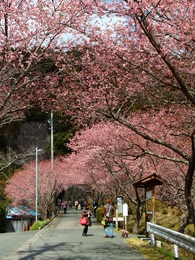河津桜とトンネル