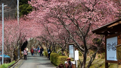 河津桜とトンネル