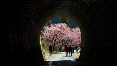河津桜とトンネル
