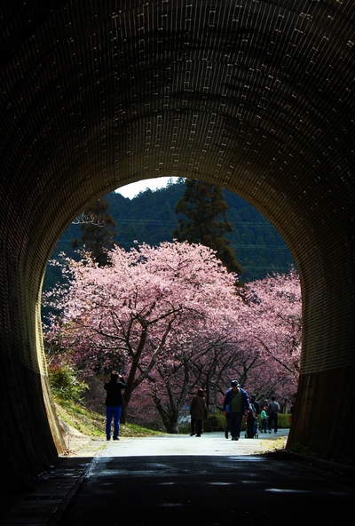 河津桜とトンネル