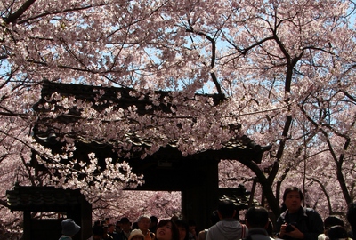 高遠城址公園　桜16’