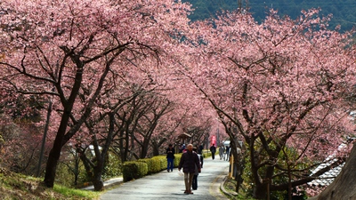 河津桜とトンネル