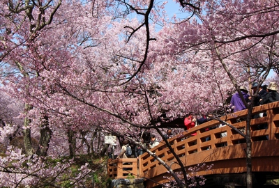 高遠城址公園　桜16’
