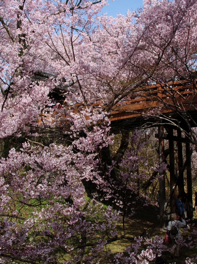 高遠城址公園　桜16’