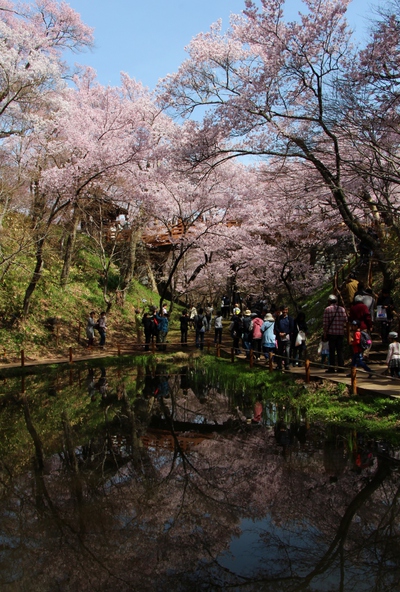 天下第一　桜16’