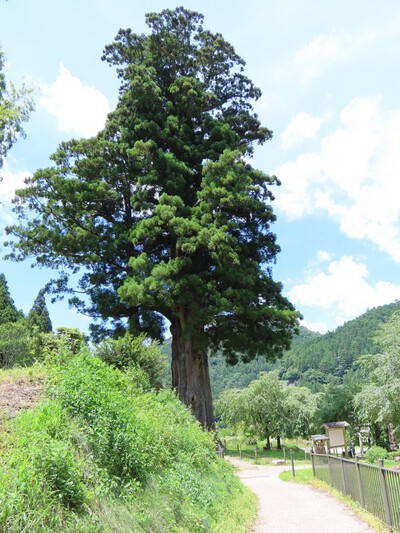 月瀬の大杉