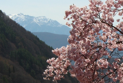 高遠城址公園　桜16’