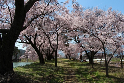 六道の堤　桜16’