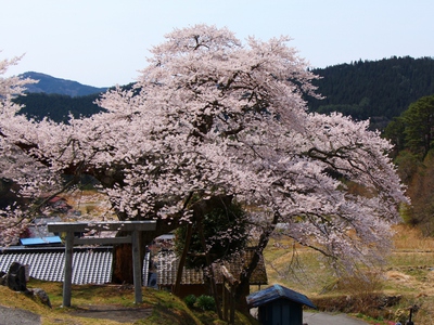 愛宕神社　桜16’