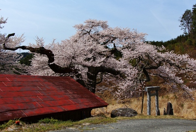 愛宕神社　桜16’