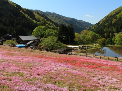 國田家の芝桜