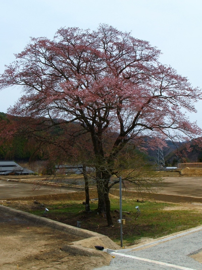 御所桜　桜16’