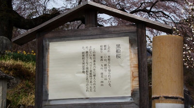 黒船桜　桜16