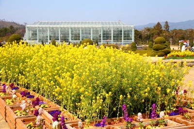 春の菜の花