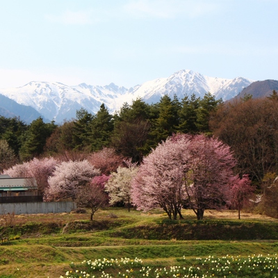 光前寺　桜16’