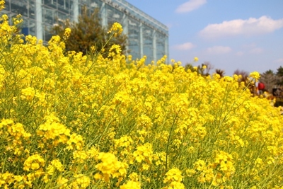 春の菜の花