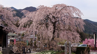 光前寺　桜16’