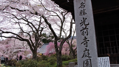 光前寺　桜16’