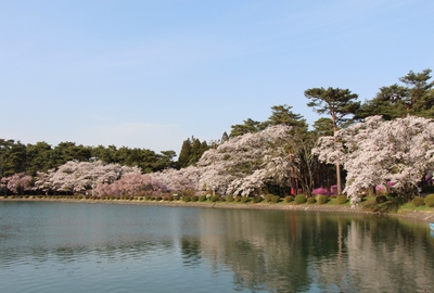 千人塚　桜16’