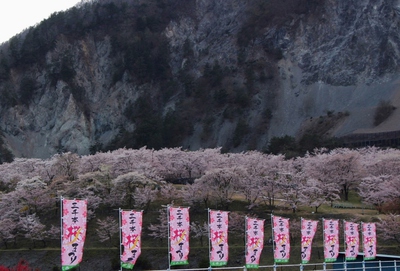 大西公園　桜16
