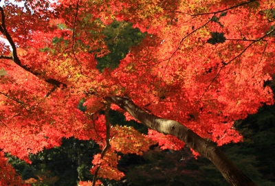 紅葉19≪香嵐渓≫
