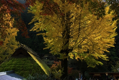 紅葉19≪香嵐渓≫
