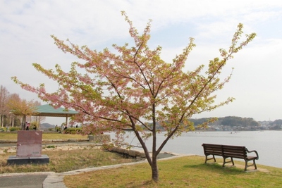 佐鳴湖の桜