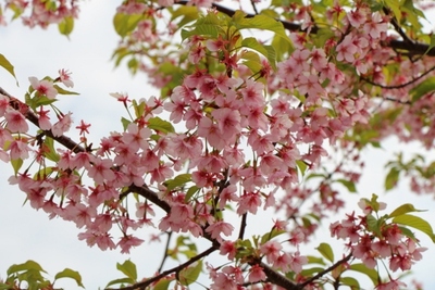 佐鳴湖の桜