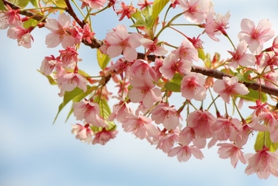 佐鳴湖の桜