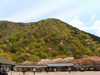 彩りの木々