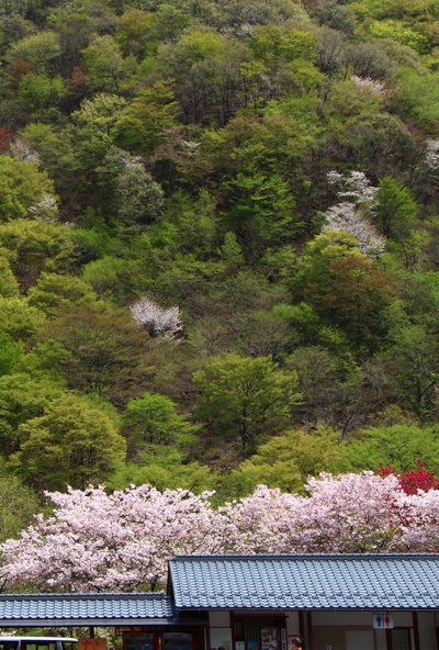 彩りの木々
