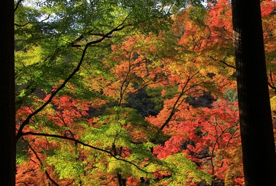 紅葉19≪香嵐渓≫