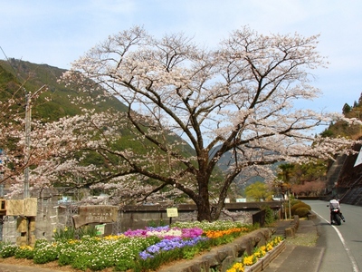 秋葉ダムの桜