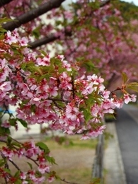 新城の河津桜