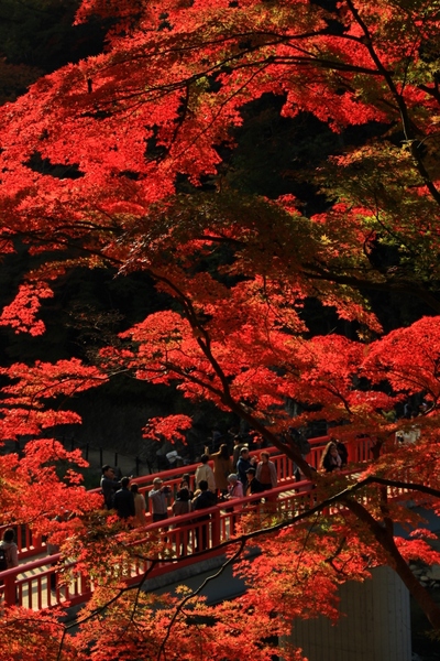 紅葉19≪香嵐渓≫
