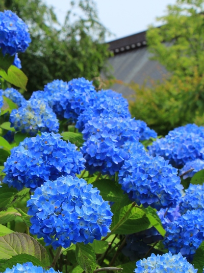 雲昌寺「あじさい寺」