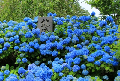 雲昌寺「あじさい寺」