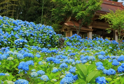 雲昌寺「あじさい寺」