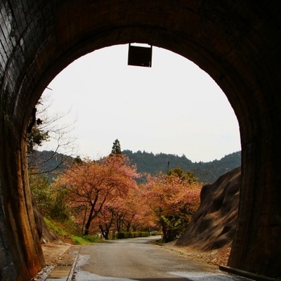 新城の河津桜