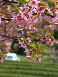 新城の河津桜