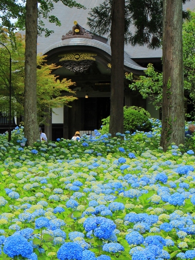 雲昌寺「あじさい寺」
