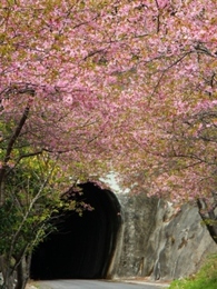 新城の河津桜